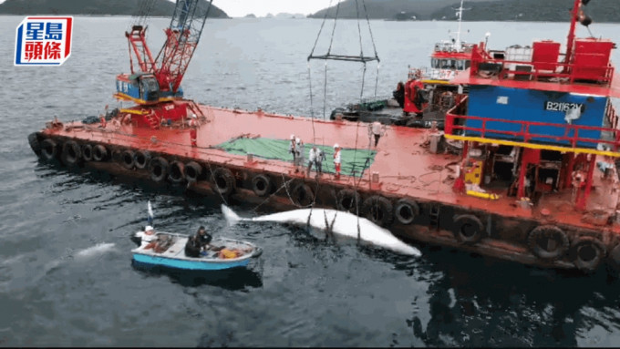 環團促設立海事禁區及成立特別執法部門等，防止布氏鯨死亡事件再發生。資料圖片