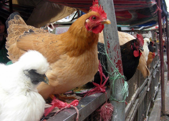 食安中心宣布暫停進口波蘭及德國部分地區禽類產品。