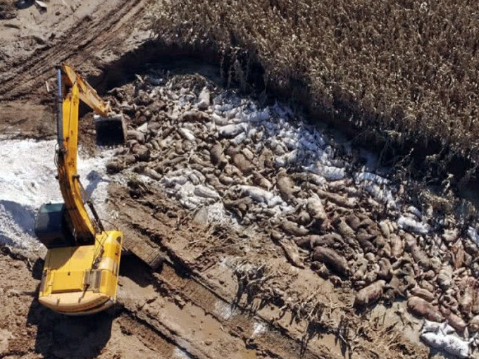 濰坊和壽光市派出專業人員進駐，大型機械挖土坑埋死豬。網圖