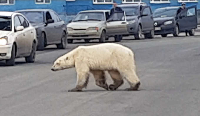 一只饥饿的北极熊出现在俄国诺里尔斯克市郊区马路上。AP