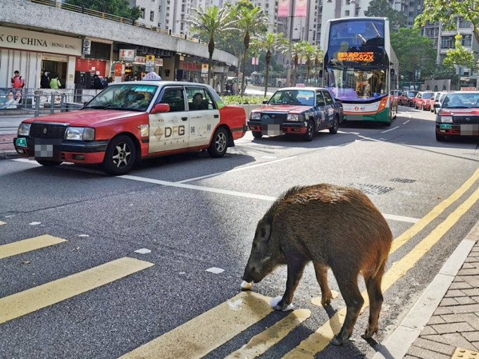 小西灣邨對開有野豬出沒，在車來車往的馬路旁遊走。