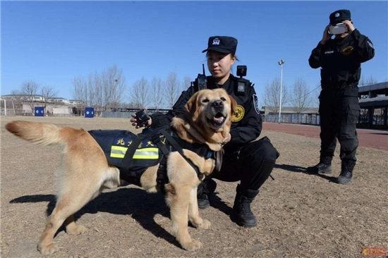 北京警犬佩戴警用全景VR執法。