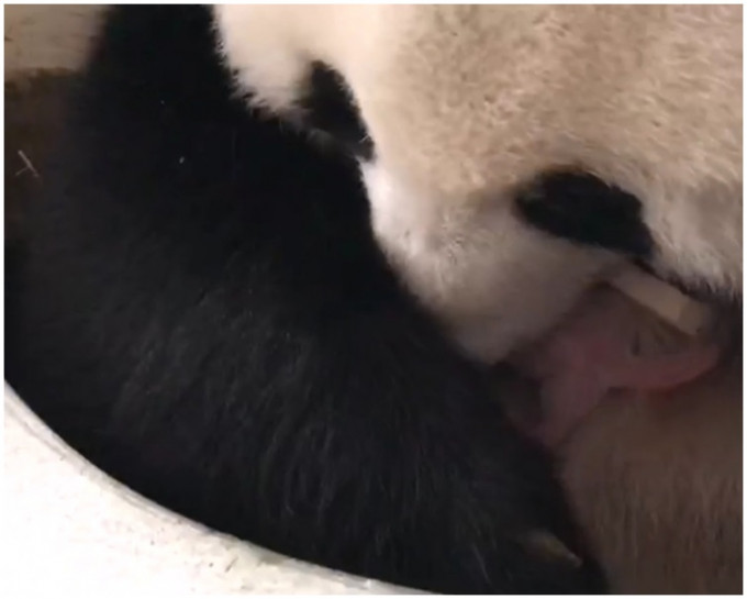大熊猫「靓靓」和新生的大熊猫宝宝(左)。新华社