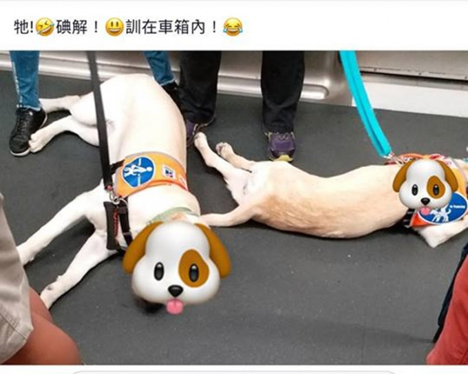 有人為導盲犬拍照後放上網。香港行山遠足之友(吹水山谷)圖片