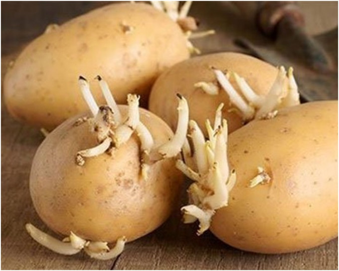 發芽或青色發綠的馬鈴薯含龍葵素的毒素吃多容易中毒。