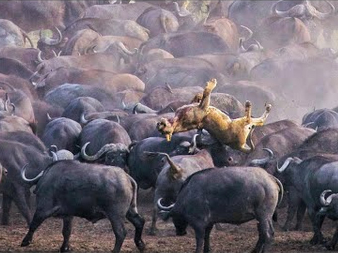南非母狮误入水牛群引恐慌遭乱脚踩死，尸体被被抛来抛去。(图：youtube）