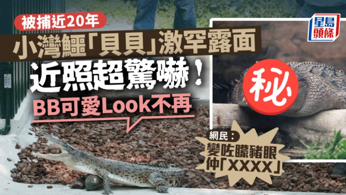 小灣鱷「貝貝」最新相片。小圖為fb「香港風景分享組」網民Ransome So相片