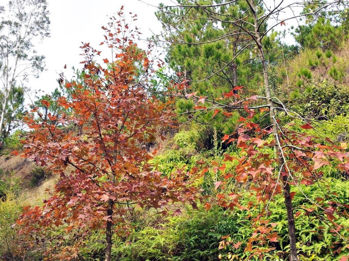 大棠枫香林每年秋冬季都会吸引大批市民观赏红叶。资料图片