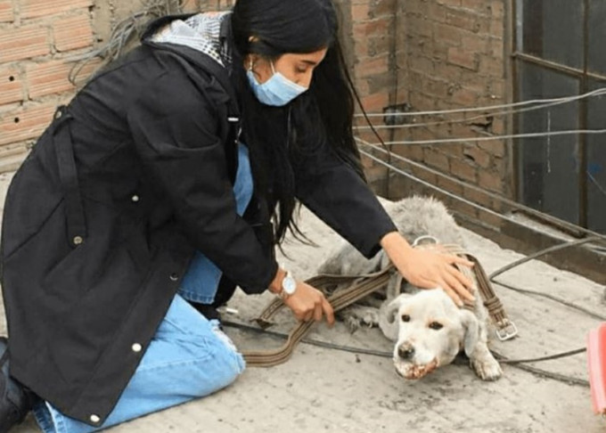 秘鲁一只白狗被绑在天台遗弃4年，近日获救后不久离世。网图