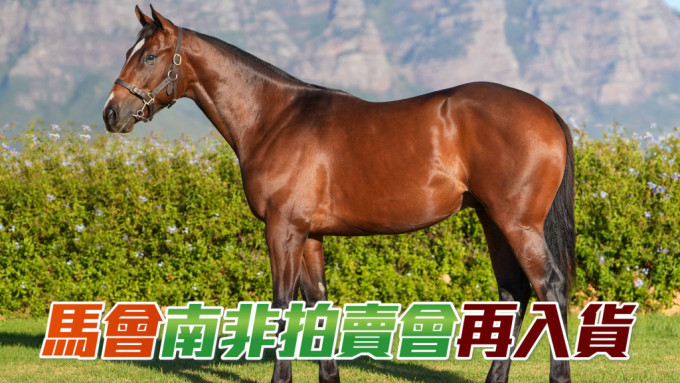 香港賽馬會國際馬匹拍賣高級經理再次出手，以約三十三萬港元購入編號340。