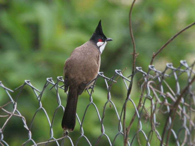 紅耳鵯是香港常見的留鳥。資料圖片