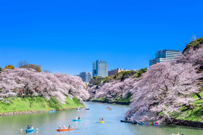 東京著名賞櫻景點千鳥淵。網上圖片