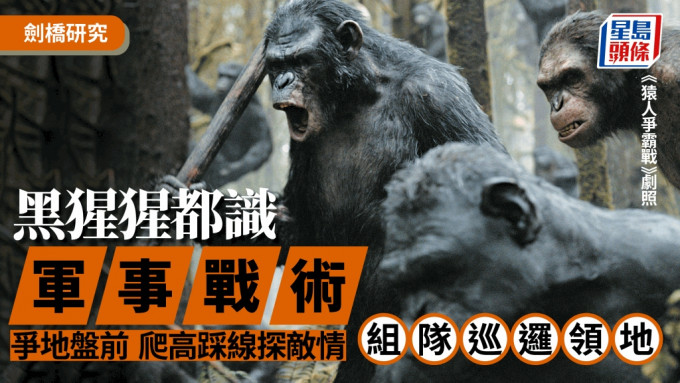 黑猩猩地盘意识极强，其他族群踏入，会爆发激烈冲突。《猿人争霸战》剧照