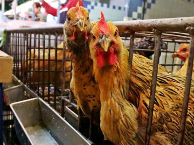 丹麦兽医和食品局通报，指丹麦森讷堡市爆发高致病性H5N8禽流感。示意图/资料图片