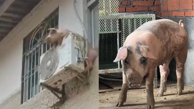 小猪在洪水下于上游被冲走，卡在窗外冷气机逾10小时死里逃生。