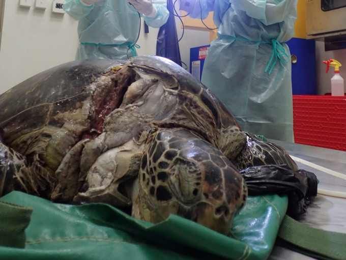 綠海龜或因為船隻撞擊而死亡。海洋動物影像解剖研究組FB圖片