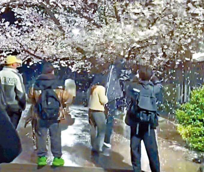 網紅為拍「櫻花雨」，狂搖百年樹。