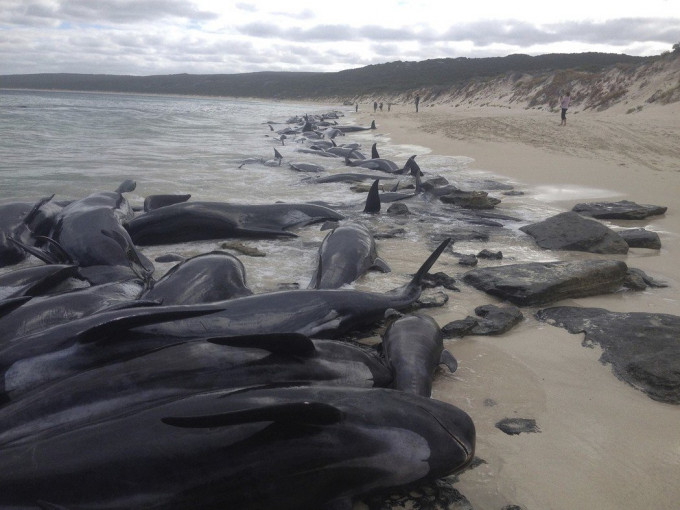 澳洲哈梅林湾沙滩惊现150条领航鲸集体搁浅。AP图片