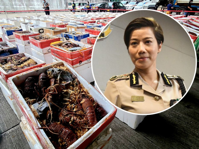 海关新任关长何佩珊指打击走私龙虾，也是维护国家安全的一环。