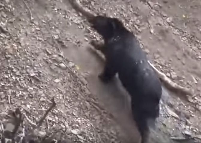 林务局嘉义林区管理处2名巡山员周一(19日)在楠梓仙溪流域巡山时，与一只台湾黑熊相遇。影片截图