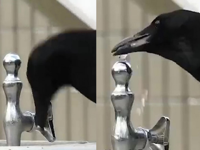 乌鸦精准的用嘴巴押下水龙头后，再把尖嘴对著水龙头喝水。(网图)