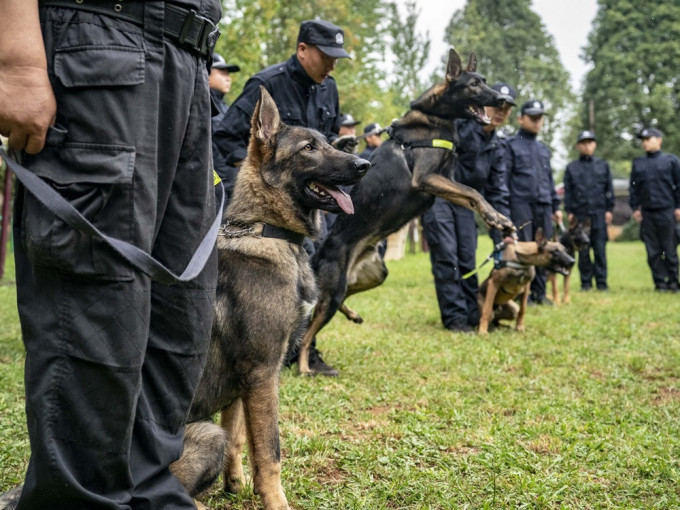 警犬技术学院近日发布公告指将竞价出售54只考核淘汰的受训犬。 资料图片