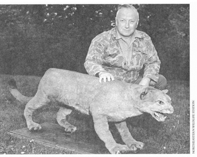 1938年，相信是北美美洲狮最后一次亮相于人类面前。美国鱼类和野生动物管理局图片