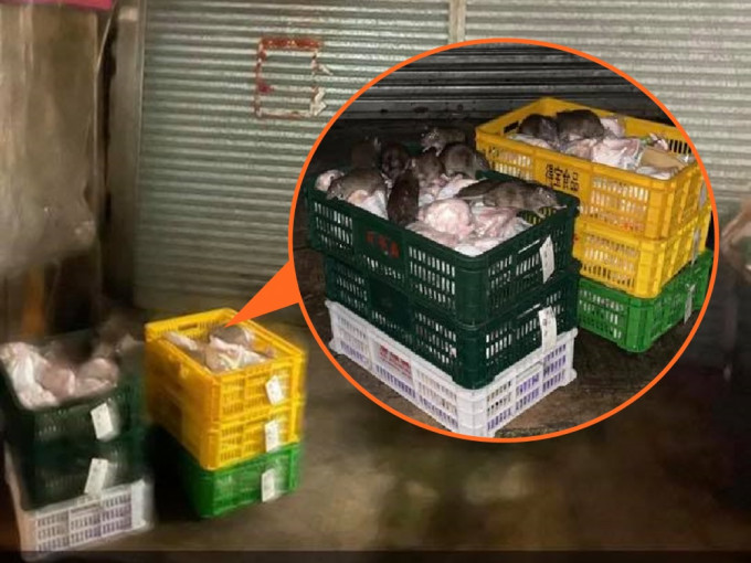 網民指大批老鼠啃食待收貨的冰鮮雞等食物。慈雲山資訊交流facebook圖片