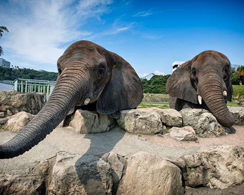 訓練師為動物園內替1隻印度象洗澡時發生意外。網圖