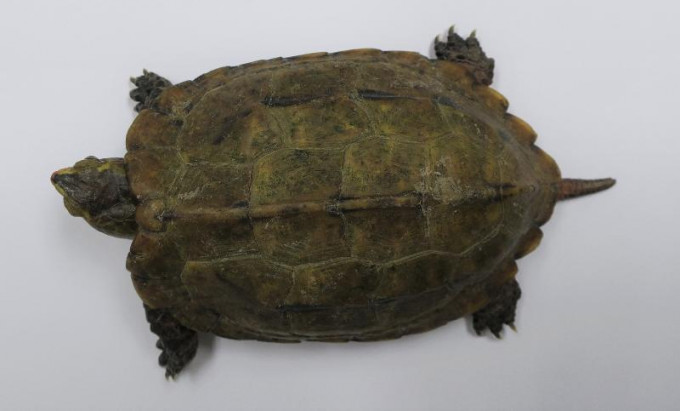 一名旅客因走私日本地龟，违反《保护濒危动植物物种条例》，被判处监禁。  警方图片