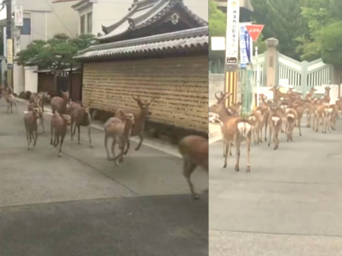 奈良有50只鹿离开公园在市区乱闯。网上图片