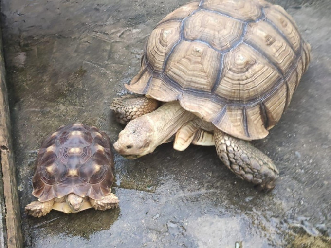 可怜龟龟获好心夫妇收养。香港动物报FB