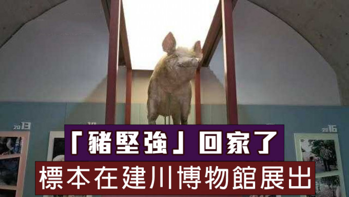 汶川地震14周年，「猪坚强」标本在建川博物馆展出。