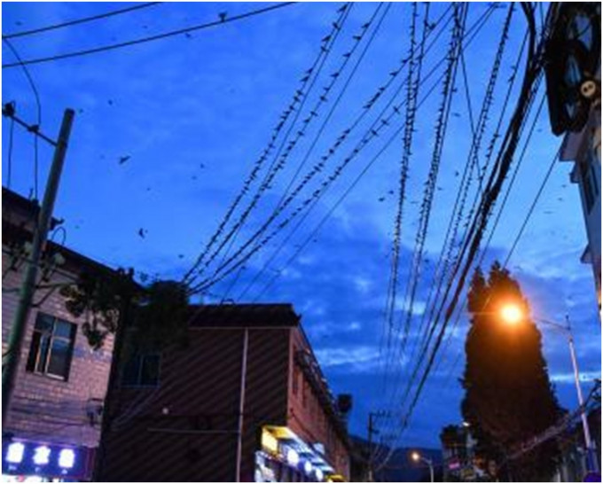 逾万只燕子密密麻麻地落在街道两旁的电线上。网图
