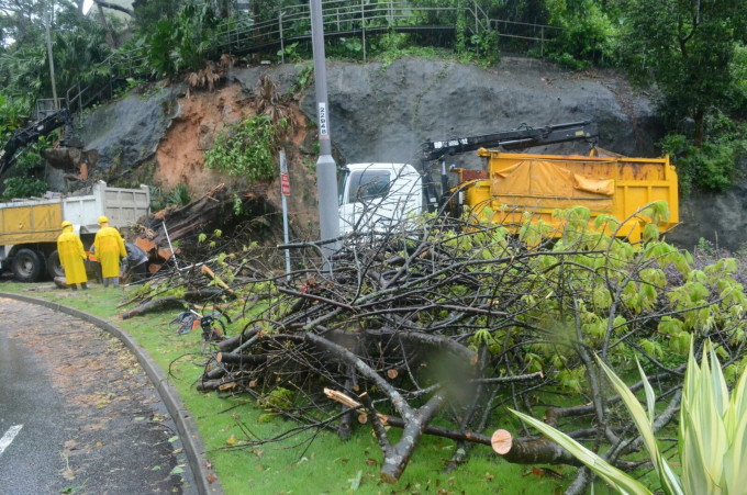 南風道近深水灣道路邊一棵約25米高大樹塌下。