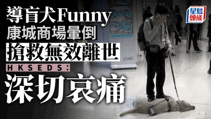 导盲犬Funny在康城商场晕倒不治。香港动物报图片