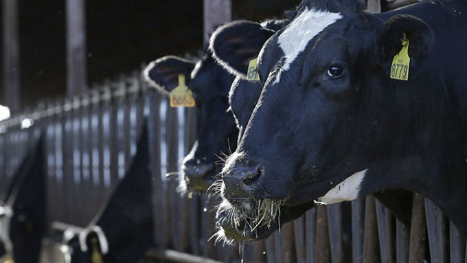 英國有農場因飼料價格不停上漲，只能忍痛殺掉一成乳牛。AP圖片