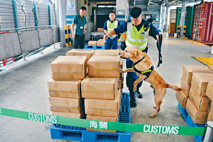 海关有两款主力负责反恐的搜查犬，可快速找出潜藏在大堆货物中的违禁品。图为枪械搜查犬Gasper示范检查货物。