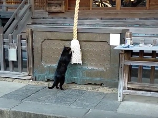 日本网民神社参拜遇黑猫。网上图片