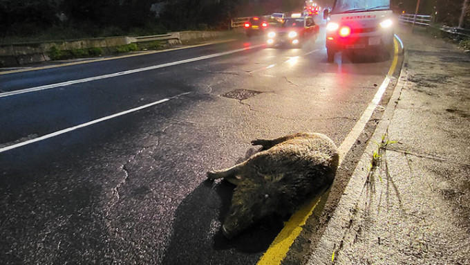 一只成年野猪先后被私家车及货车撞及，最终不治。
