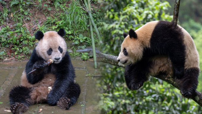 中国大熊猫「云川」（左）和「鑫宝」抵达美国。  新华社
