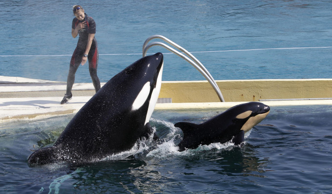 法国的海洋公园将不能再购买或繁殖海豚和杀人鲸。 AP