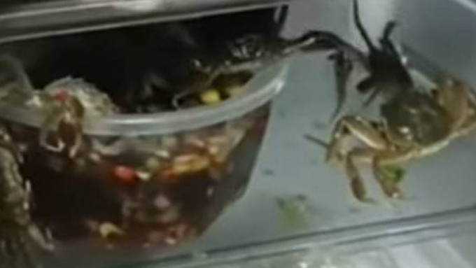 杭州女自制腌生蟹，开雪柜惊见螃蟹集体「逃出」。 网片截图