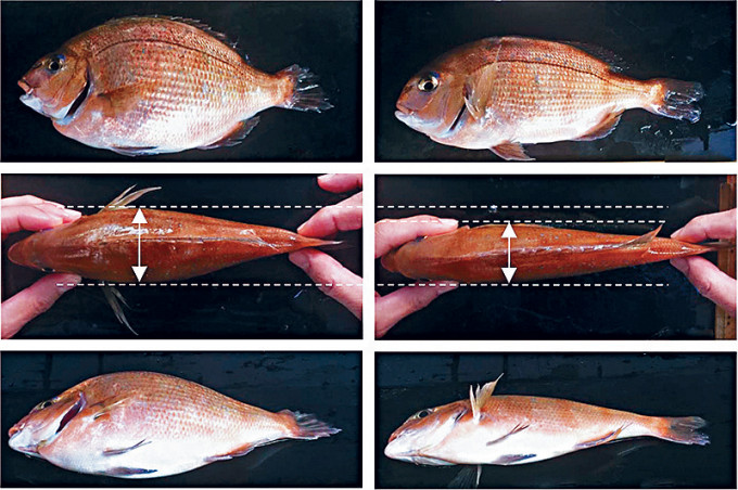 日本的基因編輯真鯛（左）可食用部位比一般真鯛（右）多。