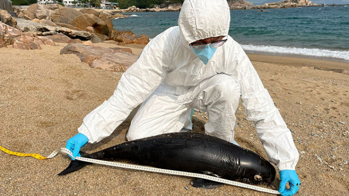 南丫岛石排湾沙滩今日发现一具江豚尸体。海洋公园保育基金提供金
