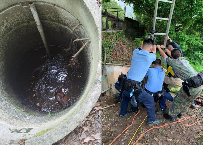 沙头角幼牛误堕水井，获警员及消防员合力救回。香港警察facebook图片