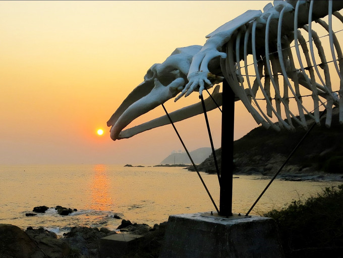 港大海洋科學研究所將為遭颱風「山竹」嚴重損毀的長鬚鯨「港鯨」骨架進行復修。