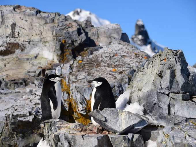 南极企鹅数量下跌逾 50% 。