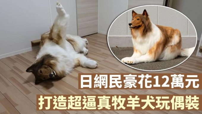 日本一名網民重金打造了一件逼真牧羊犬玩偶裝後爆紅。網圖