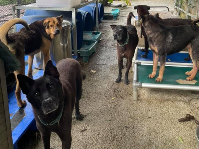大埔收容所逾百只狗需紧急暂养，冀有心人提供安全居所。救狗之家FB图片